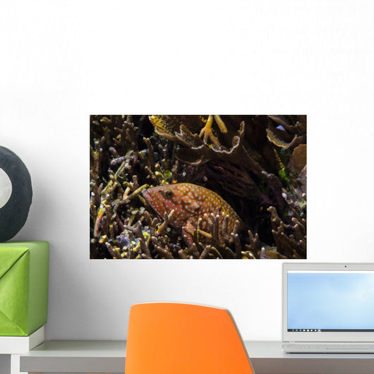 Bluespotted Grouper Reef Raja Wall Decal