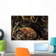 Bluespotted Grouper Reef Raja Wall Decal