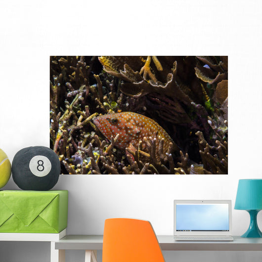 Bluespotted Grouper Reef Raja Wall Decal