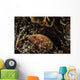 Bluespotted Grouper Reef Raja Wall Decal