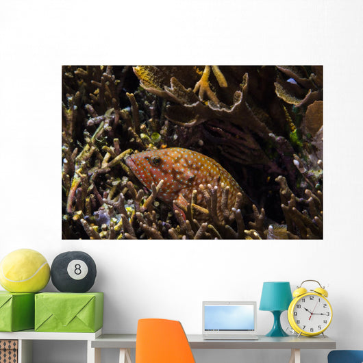 Bluespotted Grouper Reef Raja Wall Decal