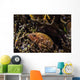Bluespotted Grouper Reef Raja Wall Decal