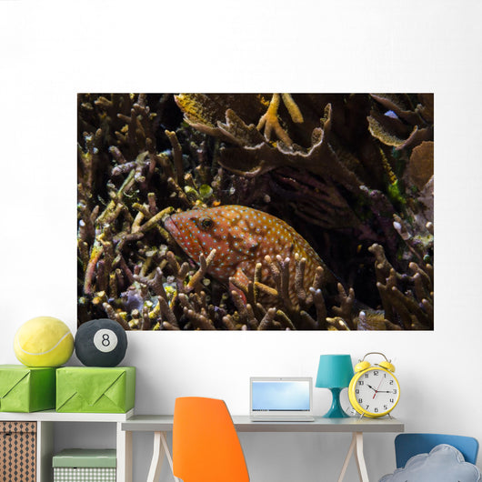 Bluespotted Grouper Reef Raja Wall Decal