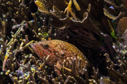 Bluespotted Grouper Reef Raja Wall Decal