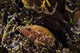 Bluespotted Grouper Reef Raja Wall Decal