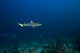 Blacktip Shark St Croix Wall Decal