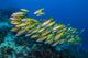Golden-lined Snapper Raja Ampat Horizontal Wall Decal