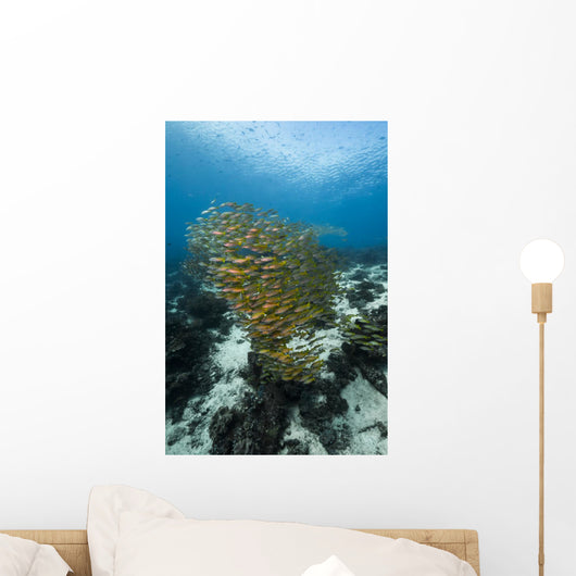 Golden-lined Snapper Raja Ampat Wall Decal