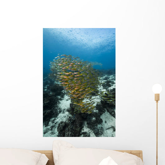 Golden-lined Snapper Raja Ampat Wall Decal