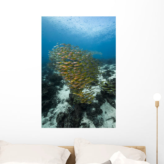 Golden-lined Snapper Raja Ampat Wall Decal