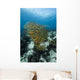 Golden-lined Snapper Raja Ampat Wall Decal