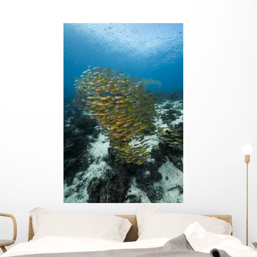 Golden-lined Snapper Raja Ampat Wall Decal