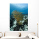 Golden-lined Snapper Raja Ampat Wall Decal