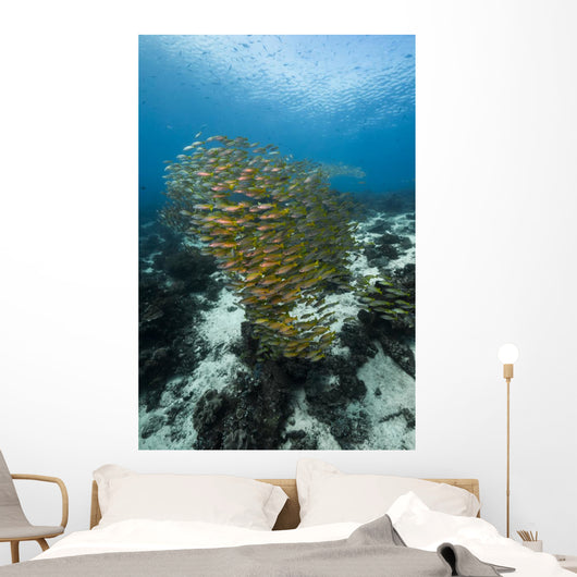 Golden-lined Snapper Raja Ampat Wall Decal