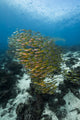 Golden-lined Snapper Raja Ampat Wall Decal