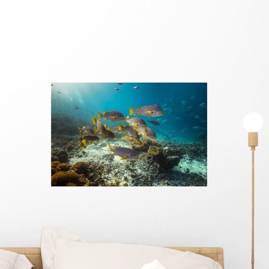Diagonal-banded Sweetlips Raja Ampat Wall Decal