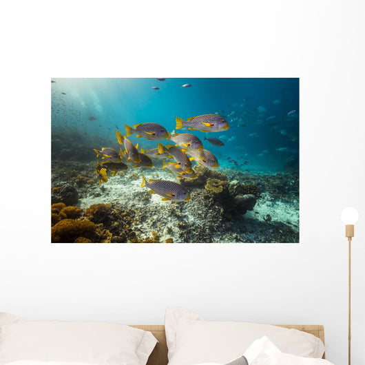 Diagonal-banded Sweetlips Raja Ampat Wall Decal