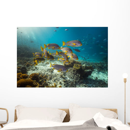 Diagonal-banded Sweetlips Raja Ampat Wall Decal