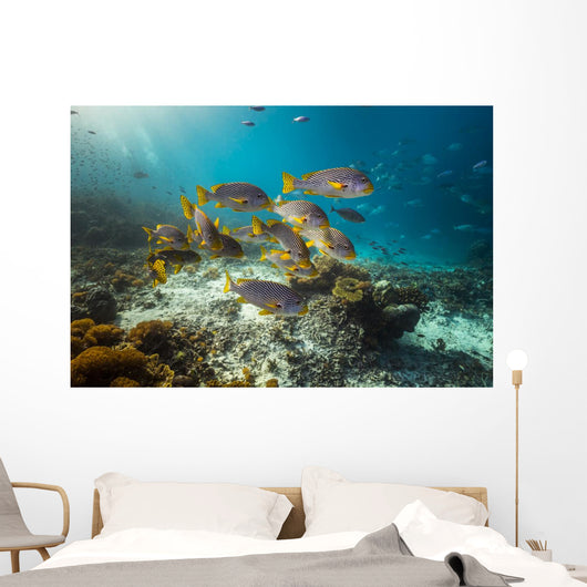 Diagonal-banded Sweetlips Raja Ampat Wall Decal