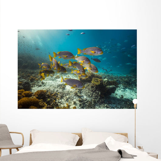 Diagonal-banded Sweetlips Raja Ampat Wall Decal