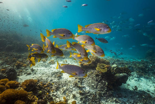 Diagonal-banded Sweetlips Raja Ampat Wall Decal