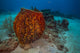 Coral Reef St Croix Horizontal Wall Decal