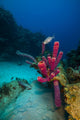 Coral Reef St Croix Pink Plant Wall Decal
