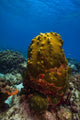 Coral Reef St Croix Green Plant Wall Decal