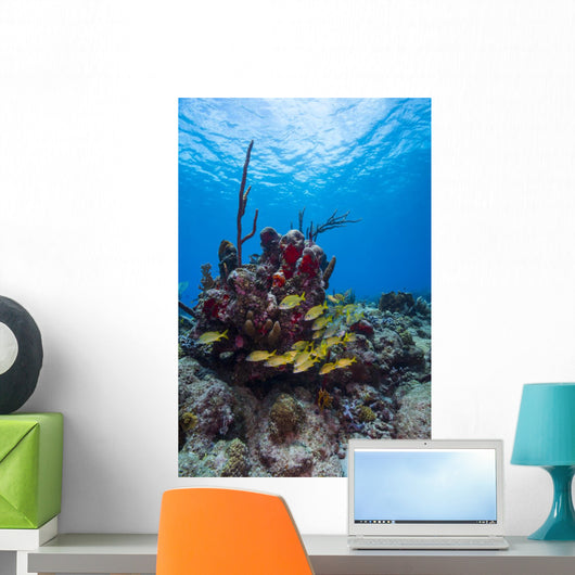 Coral Reef St Croix Surface Wall Decal