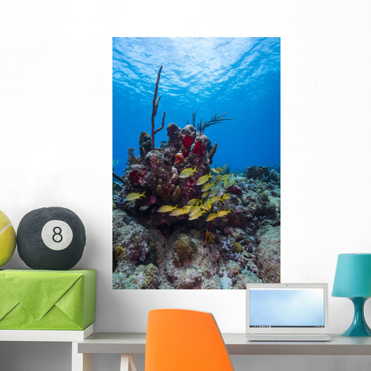 Coral Reef St Croix Surface Wall Decal