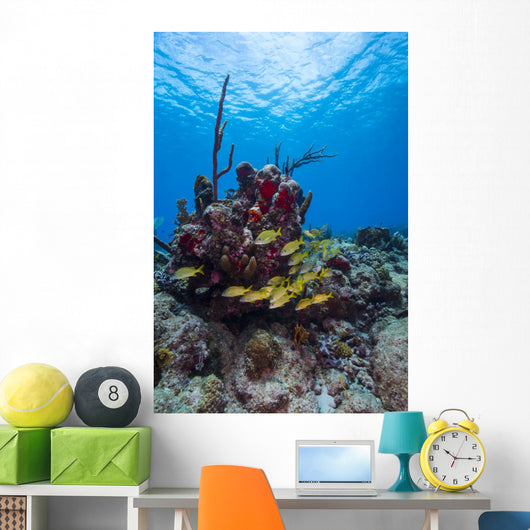 Coral Reef St Croix Surface Wall Decal