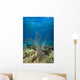 Coral Reef St Croix Close-up Wall Decal