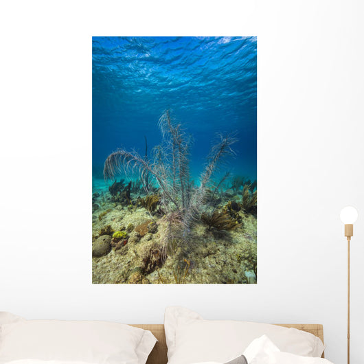 Coral Reef St Croix Close-up Wall Decal