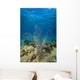 Coral Reef St Croix Close-up Wall Decal