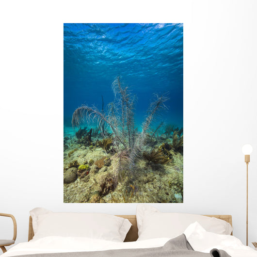 Coral Reef St Croix Close-up Wall Decal