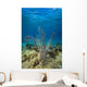 Coral Reef St Croix Close-up Wall Decal