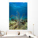 Coral Reef St Croix Close-up Wall Decal