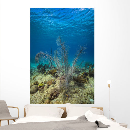 Coral Reef St Croix Close-up Wall Decal