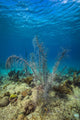 Coral Reef St Croix Close-up Wall Decal