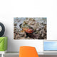 Red Hind with Shrimp Open Mouth Wall Decal