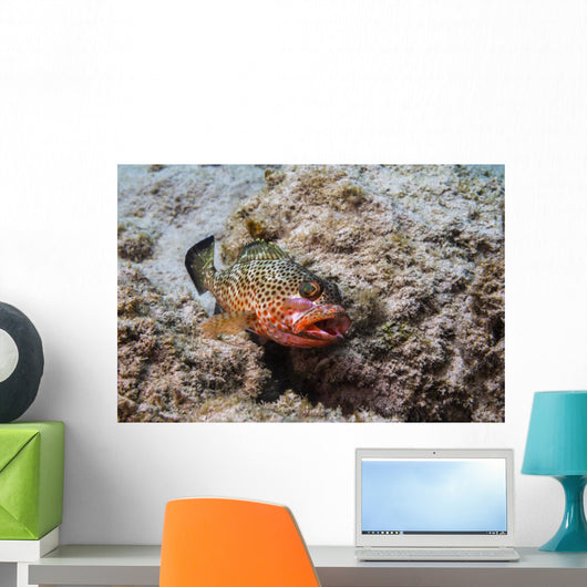 Red Hind with Shrimp Open Mouth Wall Decal