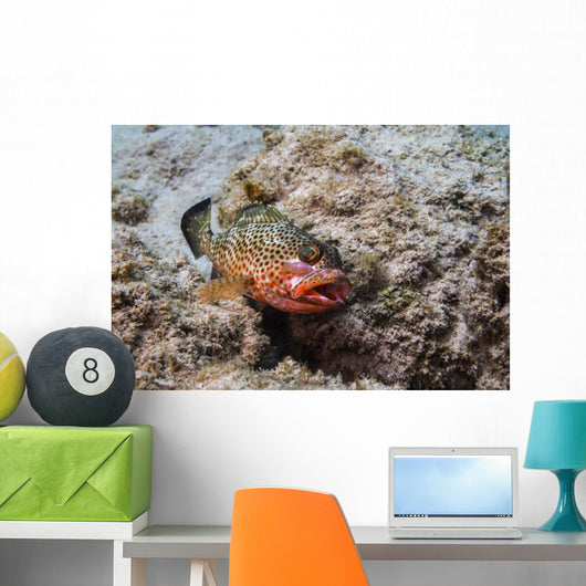 Red Hind with Shrimp Open Mouth Wall Decal