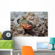 Red Hind with Shrimp Open Mouth Wall Decal