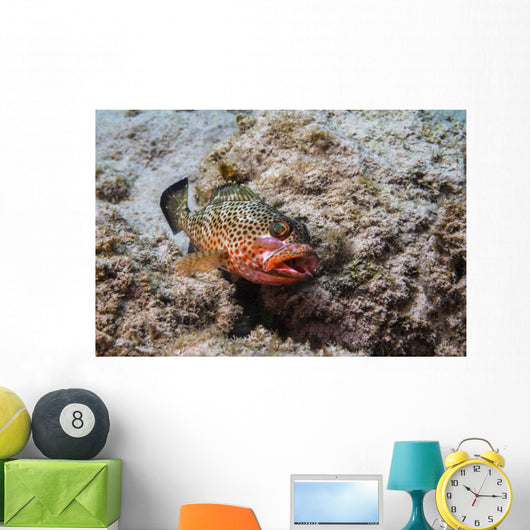 Red Hind with Shrimp Open Mouth Wall Decal