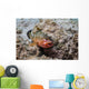 Red Hind with Shrimp Open Mouth Wall Decal