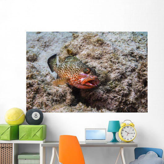 Red Hind with Shrimp Open Mouth Wall Decal