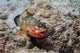 Red Hind with Shrimp Open Mouth Wall Decal