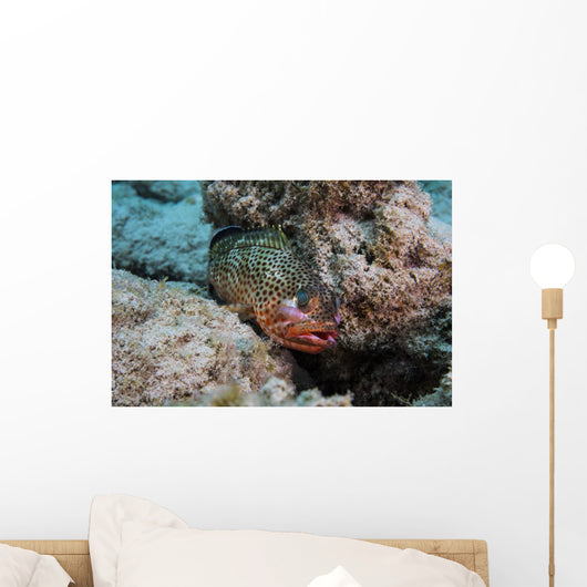 Red Hind with Shrimp Wall Decal