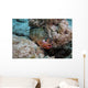 Red Hind with Shrimp Wall Decal