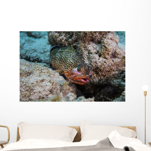 Red Hind with Shrimp Wall Decal